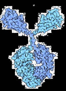 Bacteria Swarm